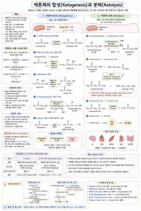 Ketone Bodies figure 4