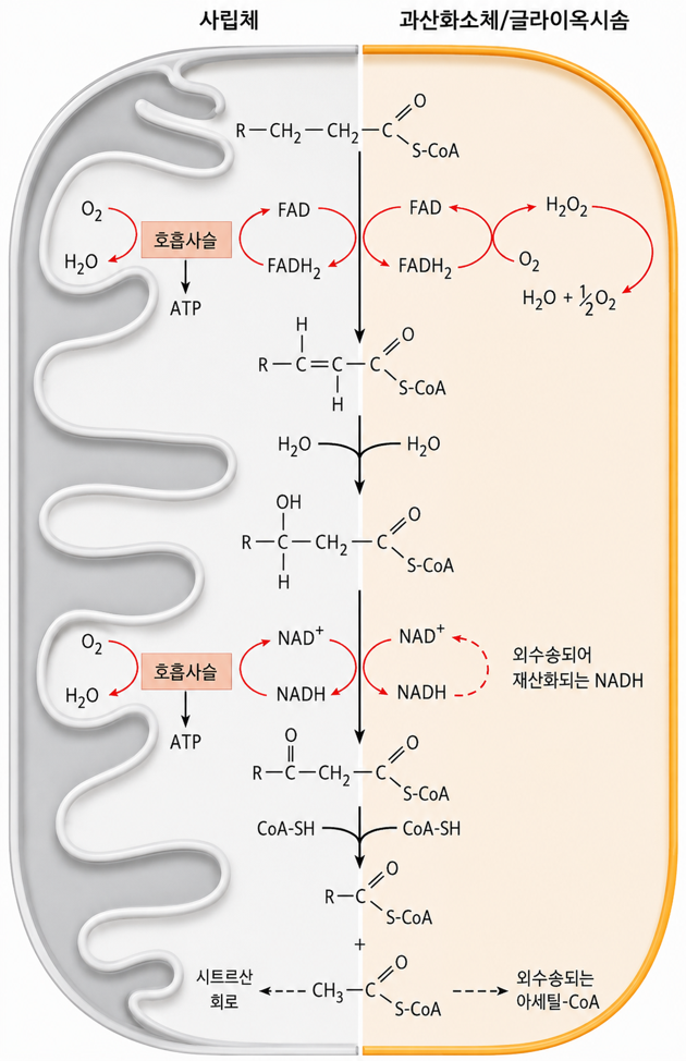 β-Oxidation figure 4