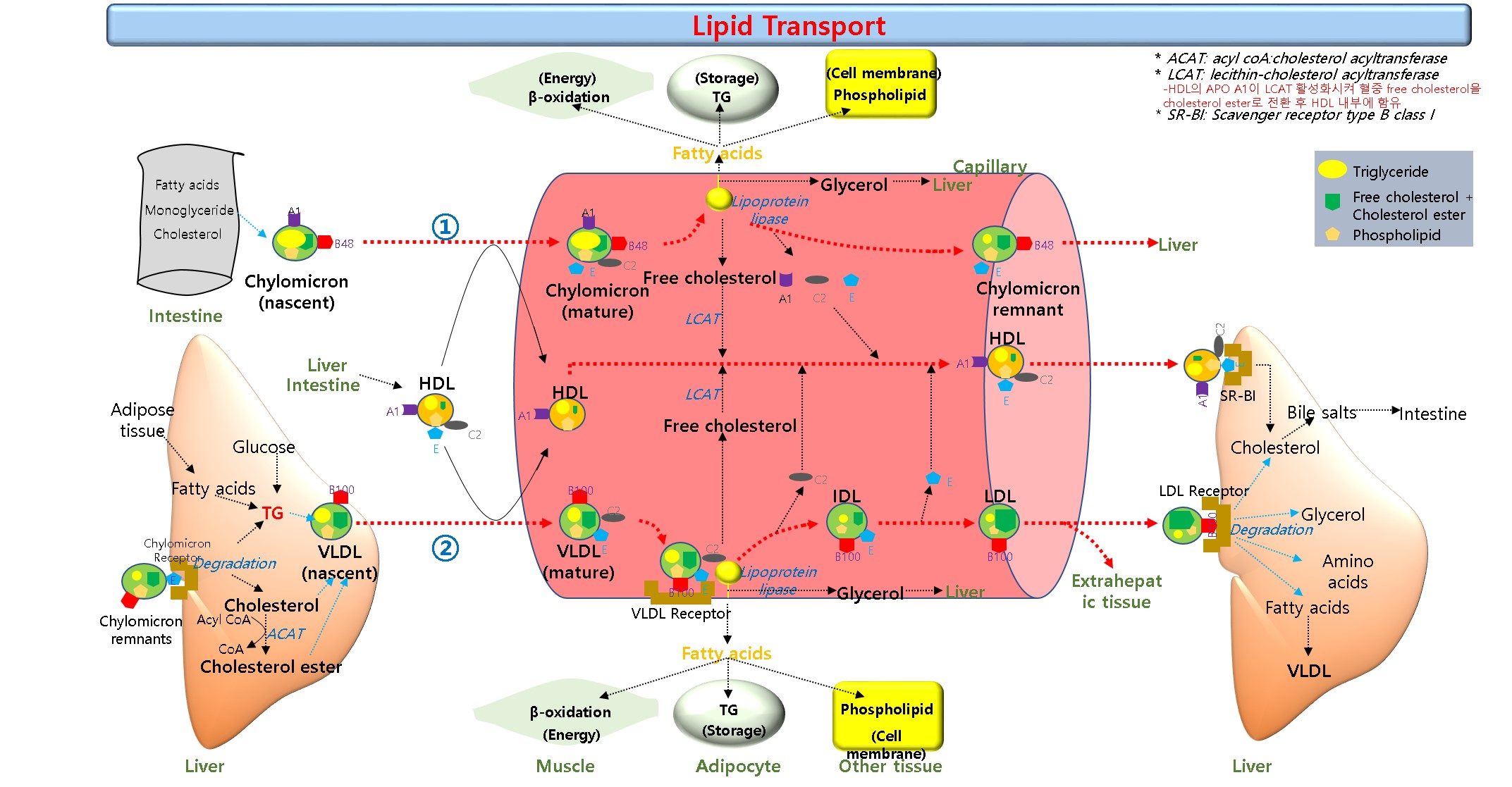 Transportation figure 1