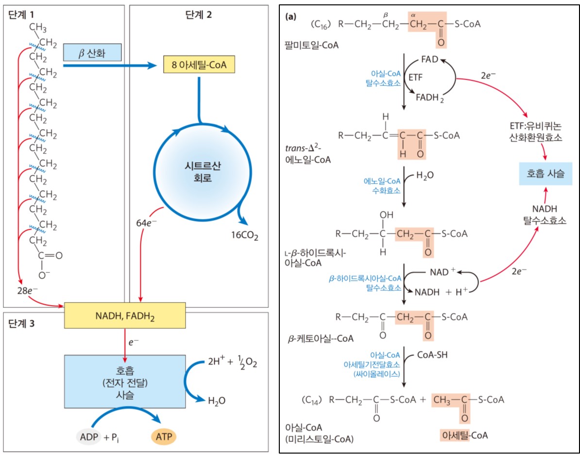 β-Oxidation figure 2