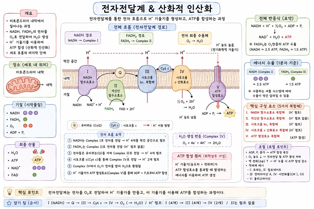 Electron Transfer System and Oxidative Phosphorylation figure 8
