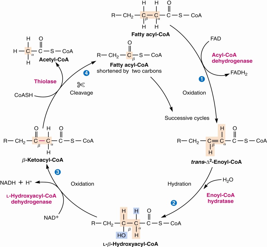 β-Oxidation figure 3